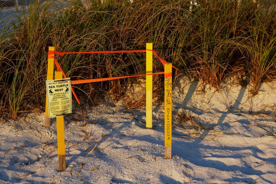 Image result for pictures of protected loggerhead nests on beach
