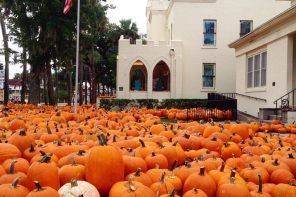 Pumpkin patches in St. Augustine & St. Johns County